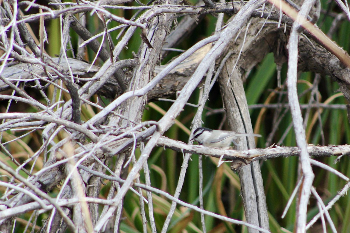 Mountain Chickadee (Rocky Mts.) - ML646325088