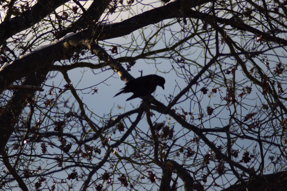 American Crow - ML646325090