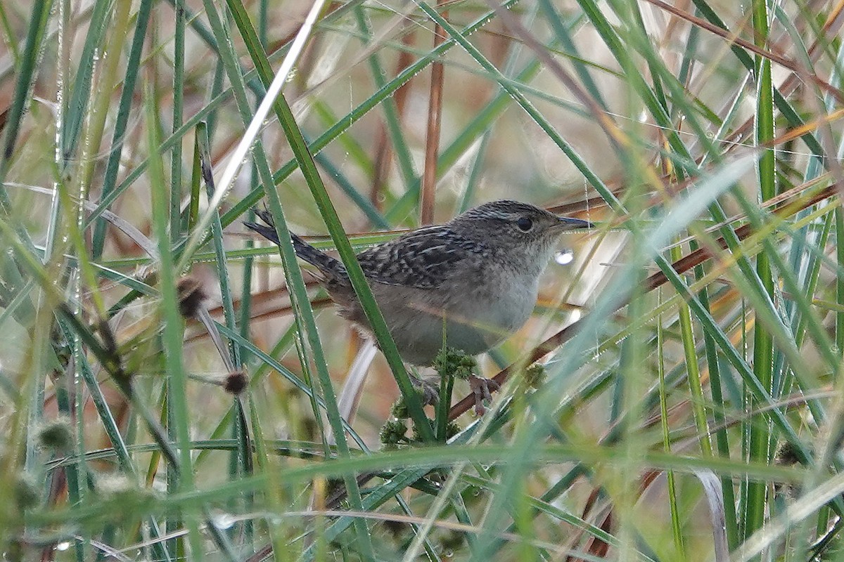 Cucarachero Culibarrado - ML646325091