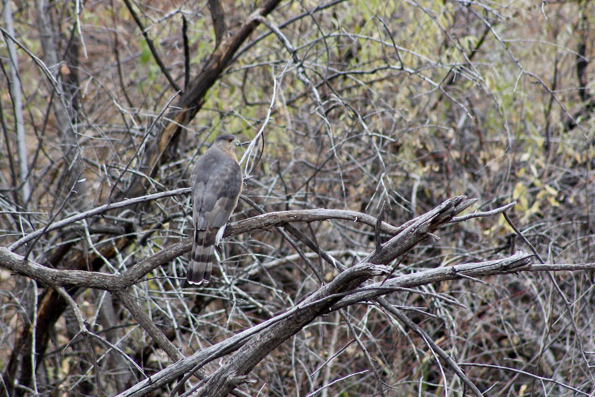 Cooper's Hawk - ML646325092