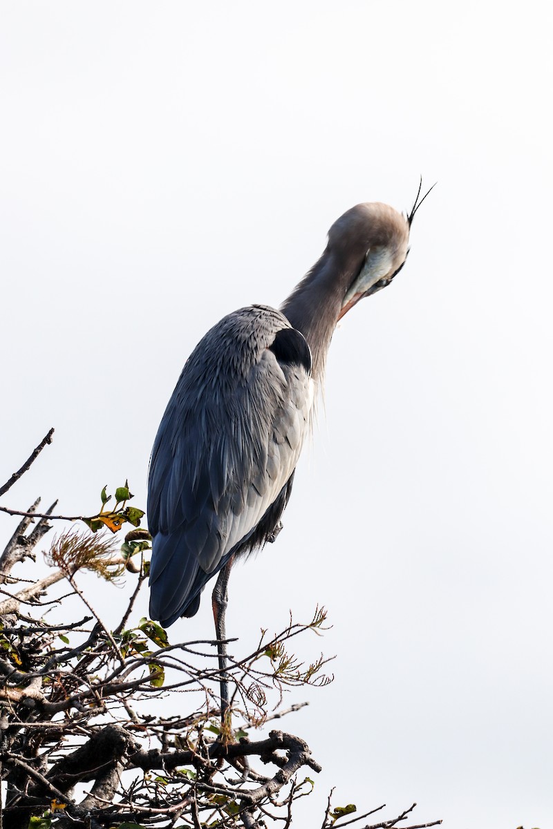 Great Blue Heron - ML646325093