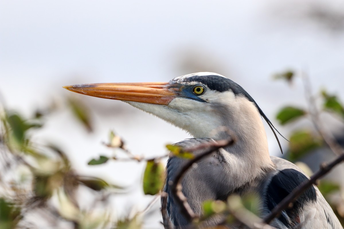 Great Blue Heron - ML646325094