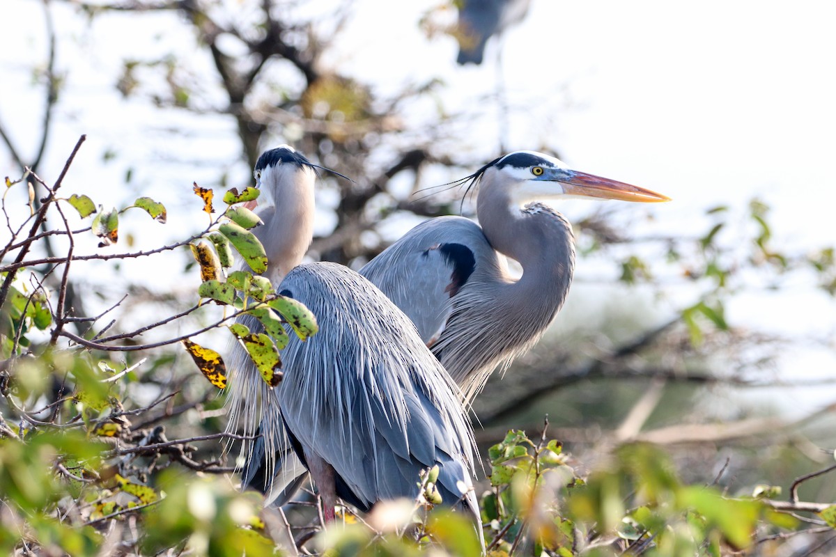 Kanadareiher - ML646325095