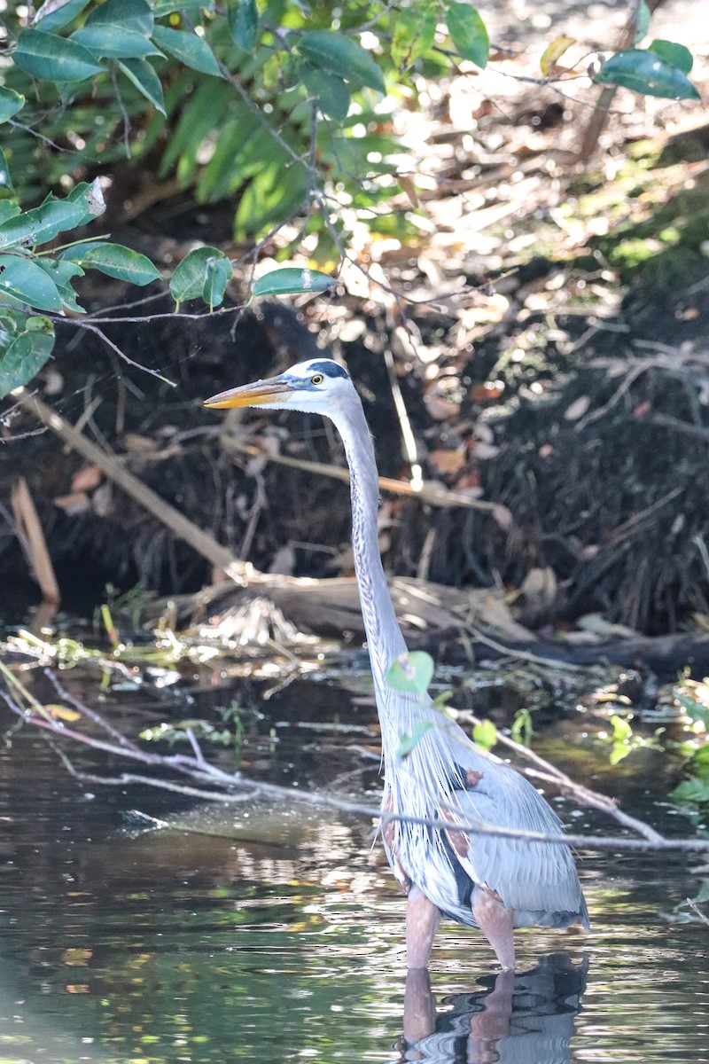 Kanadareiher - ML646325096