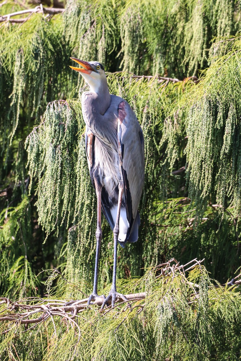 Great Blue Heron - ML646325097