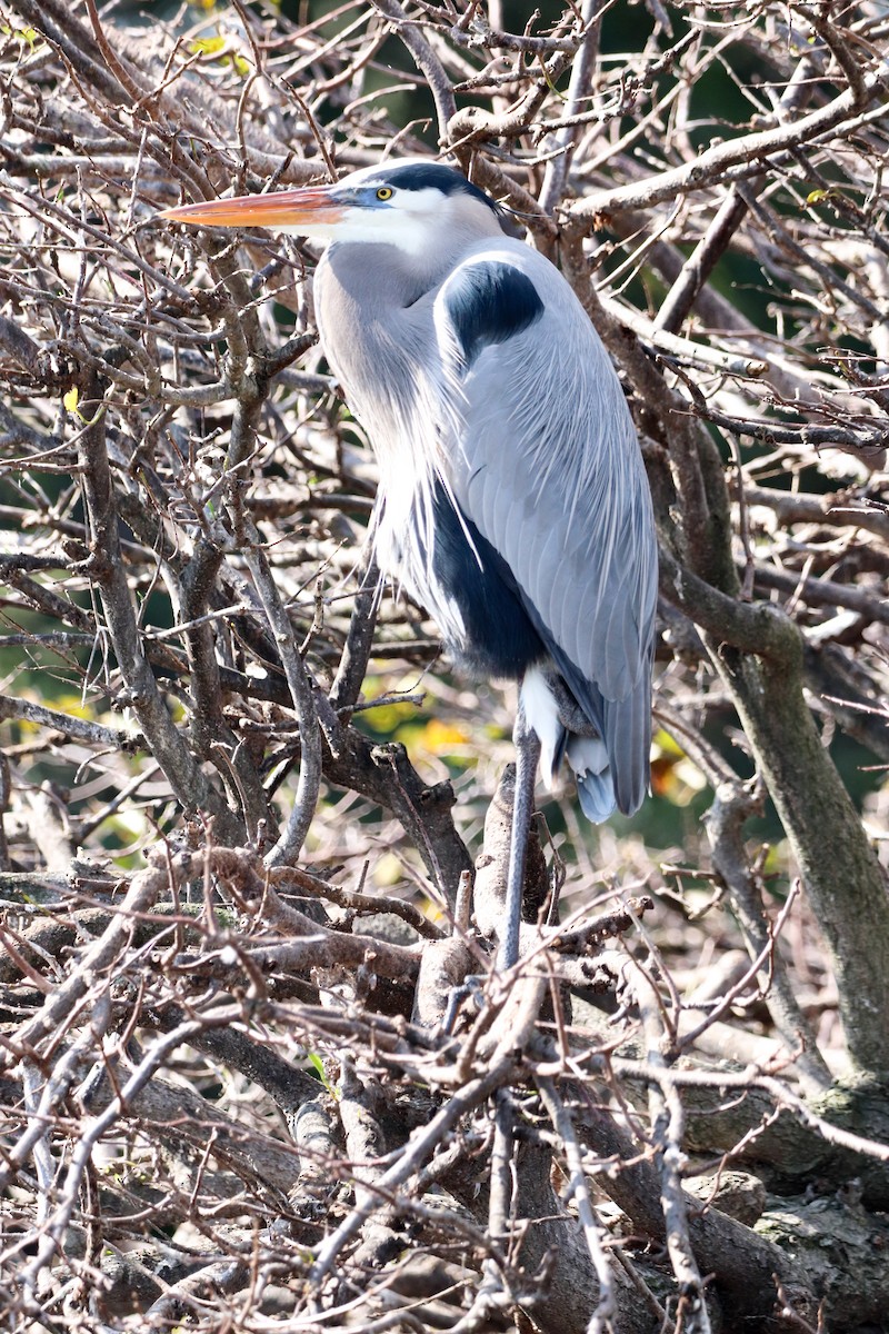 Great Blue Heron - ML646325098