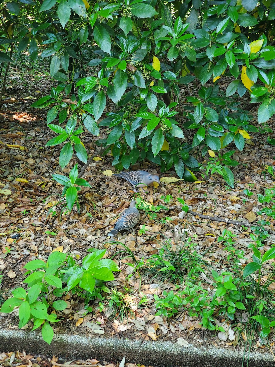 キジバト - ML646325099