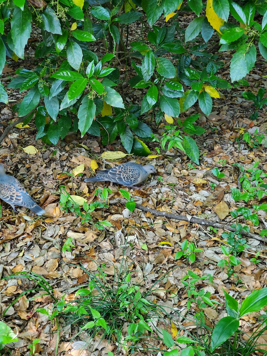 キジバト - ML646325100