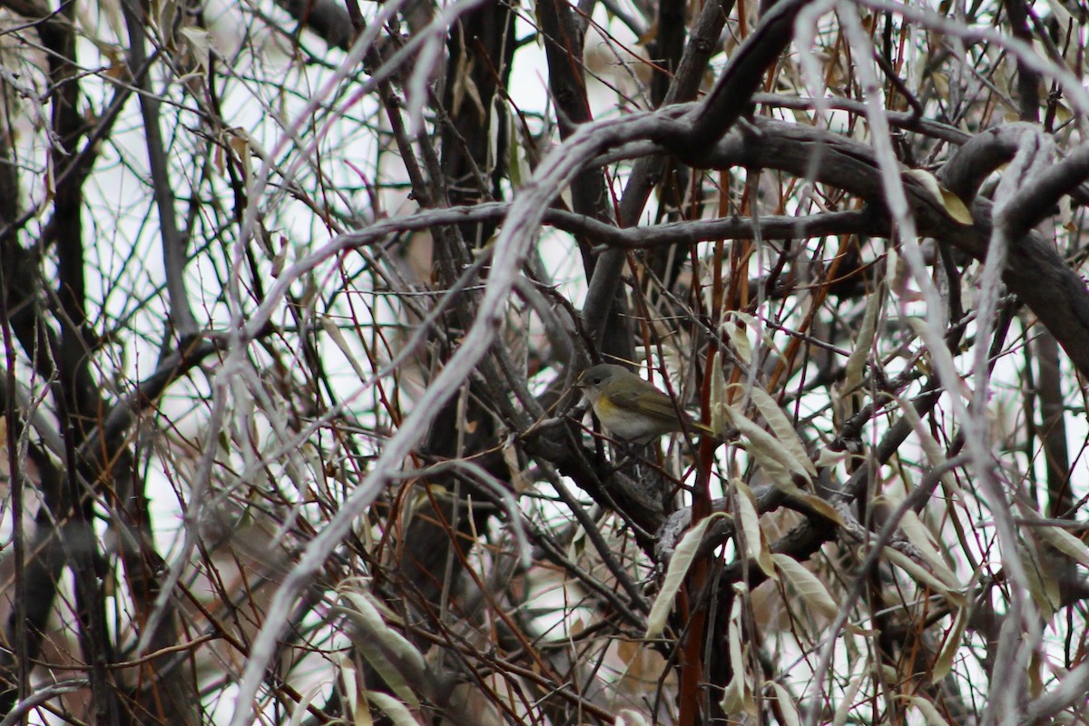 סבכון חכלילי - ML646325101