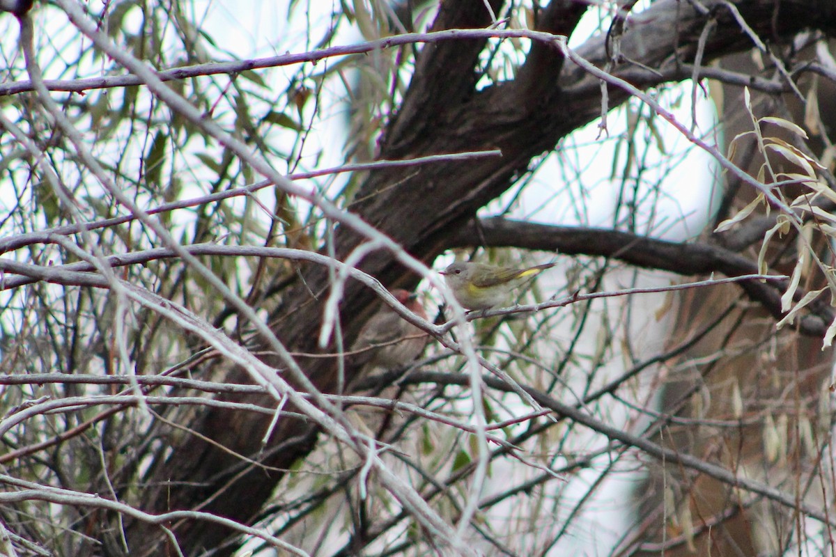 סבכון חכלילי - ML646325102