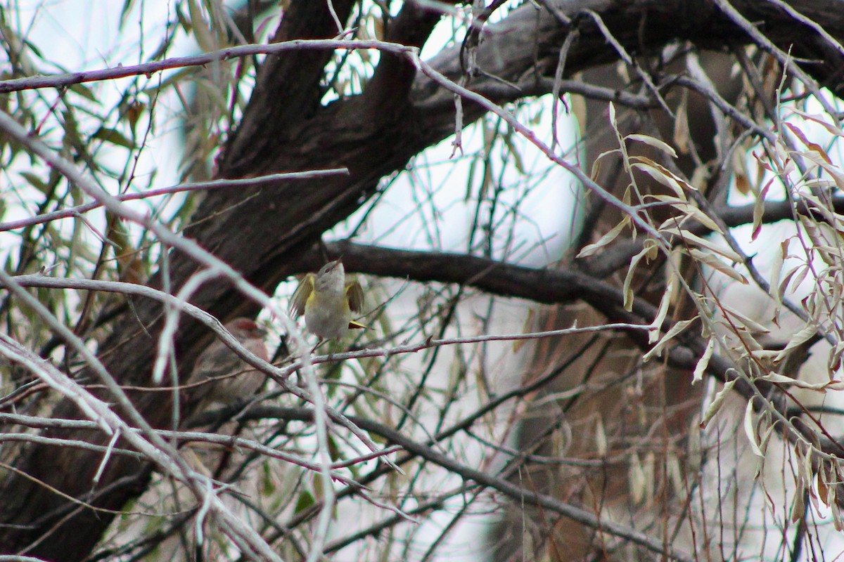 סבכון חכלילי - ML646325103