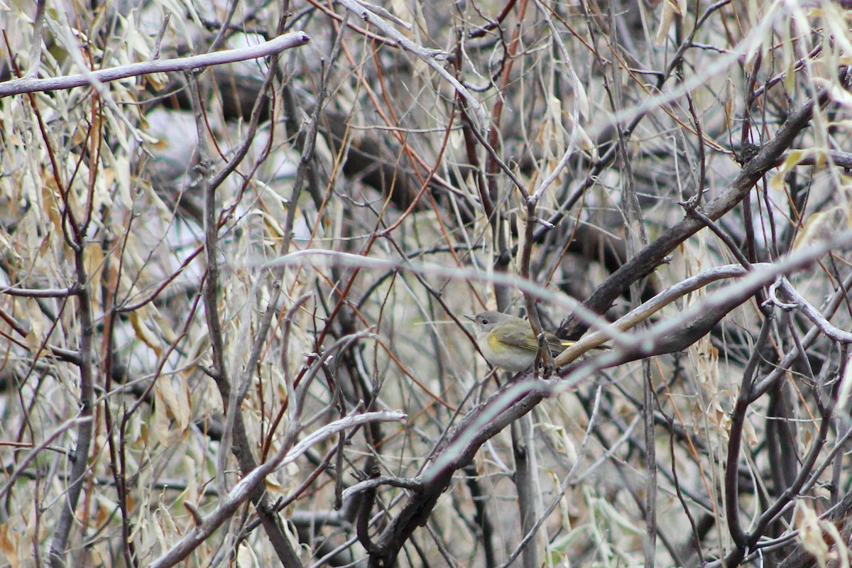 סבכון חכלילי - ML646325104