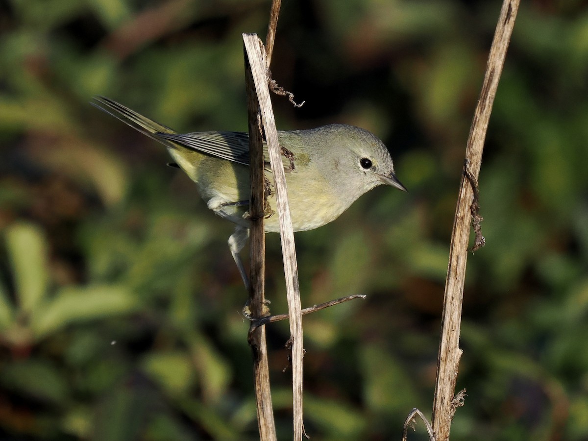 Orange-crowned Warbler - ML646325105