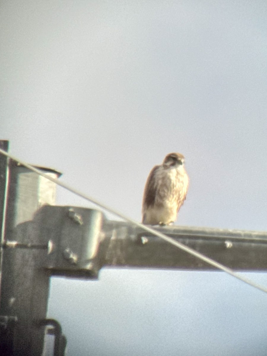 Prairie Falcon - ML646325107