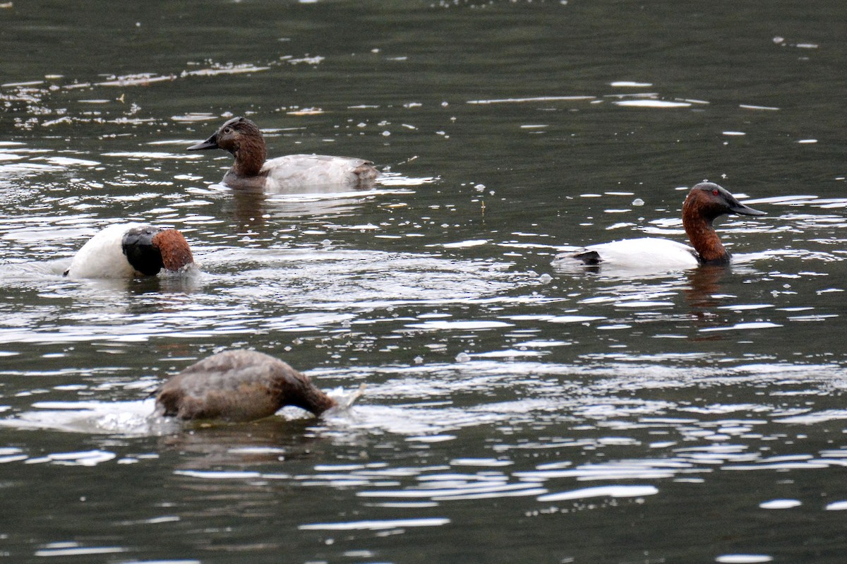 Porrón Coacoxtle - ML646325108