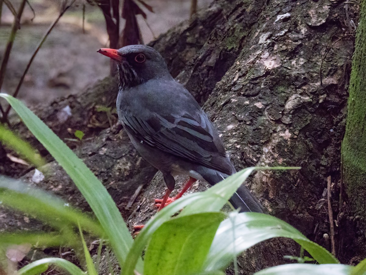 Eastern Red-legged Thrush - ML646325109