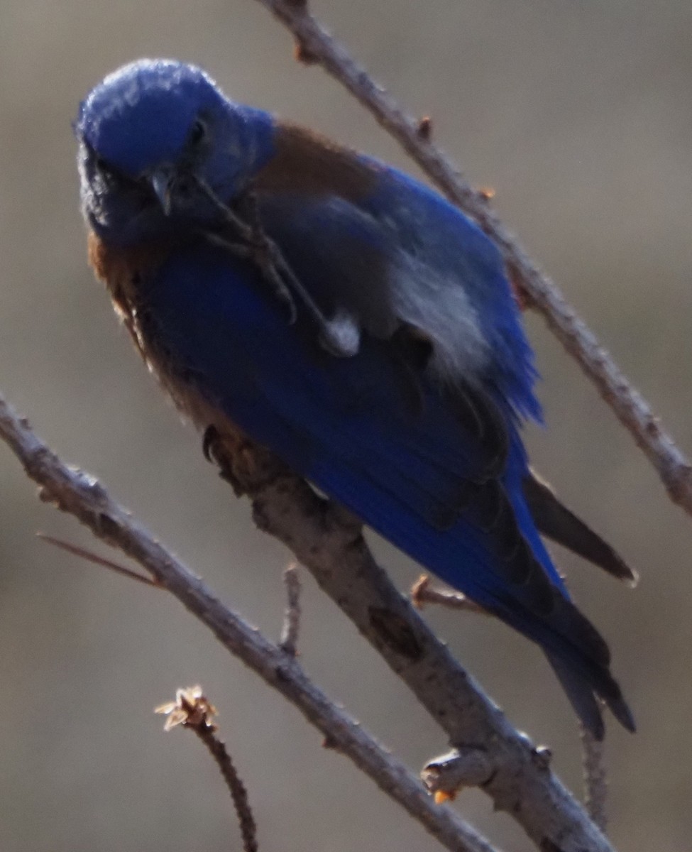 Western Bluebird - ML646325110