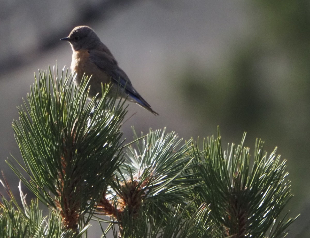 Western Bluebird - ML646325112