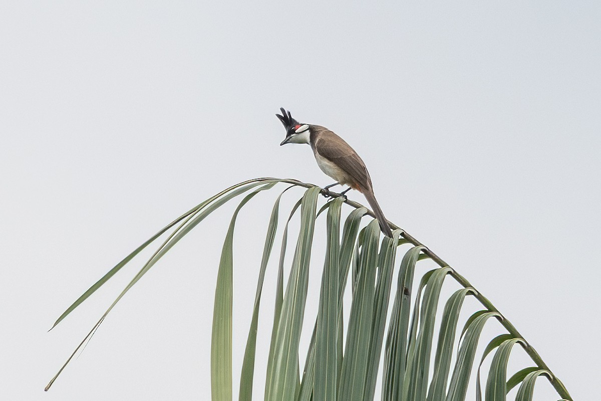 Red-whiskered Bulbul - ML646325113