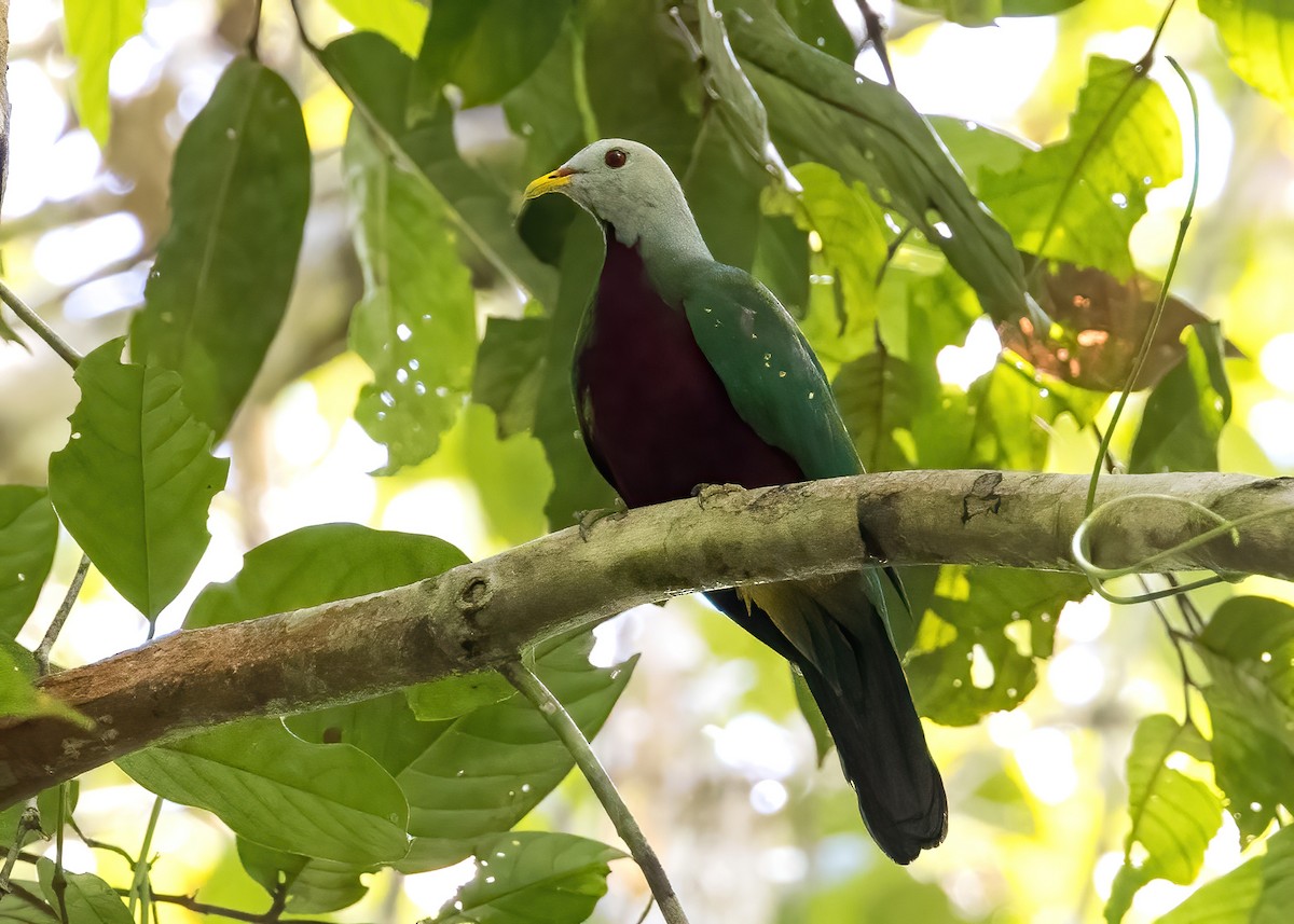 Wompoo Fruit-Dove - ML646325114