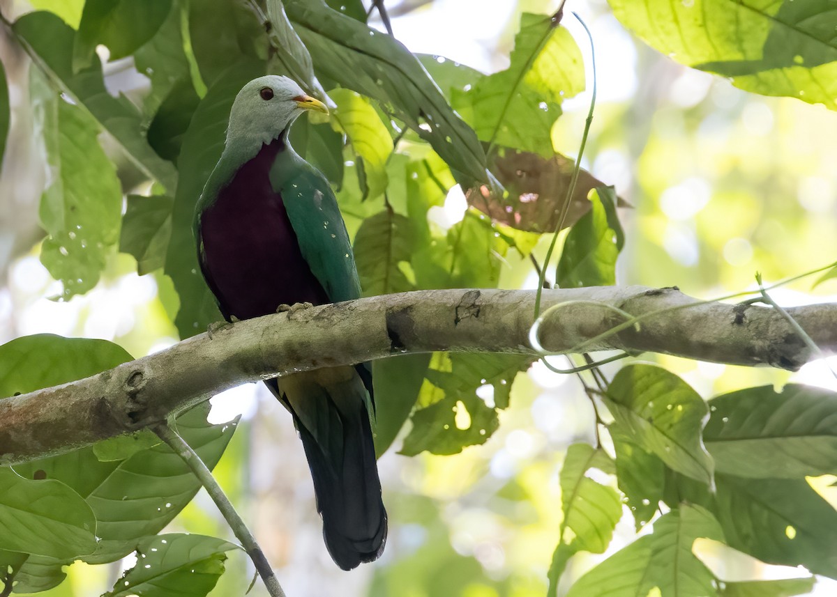 Wompoo Fruit-Dove - ML646325115