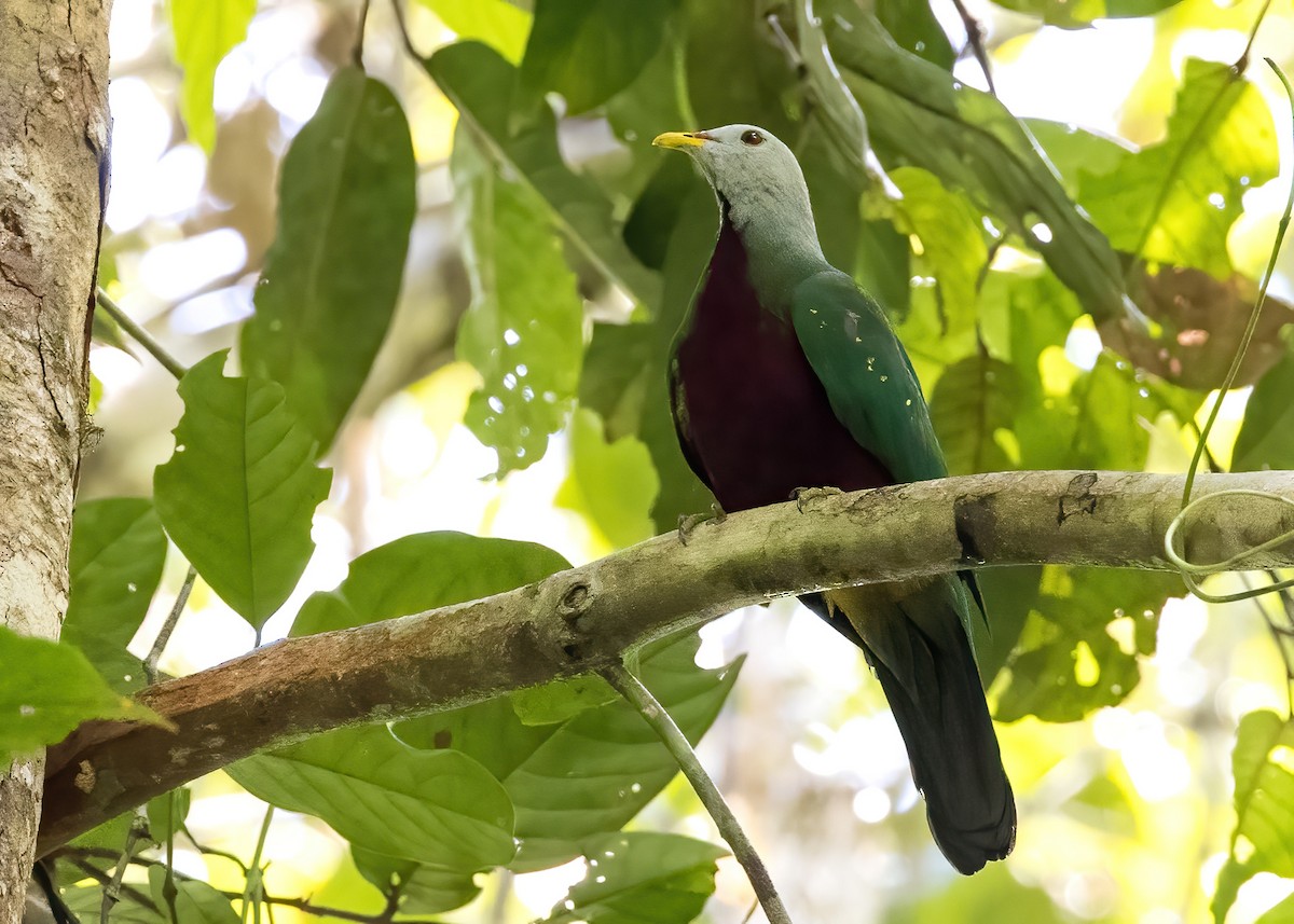 Wompoo Fruit-Dove - ML646325116
