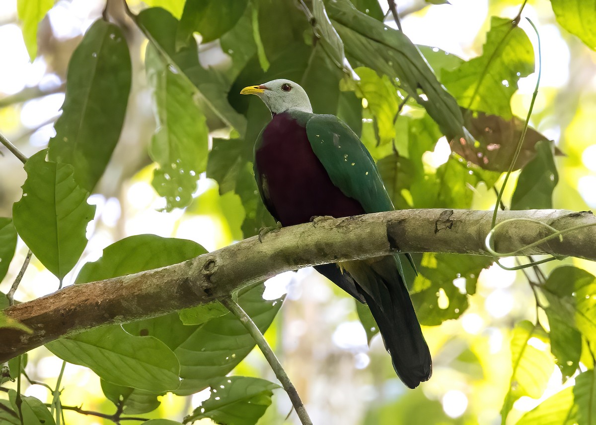 Wompoo Fruit-Dove - ML646325117