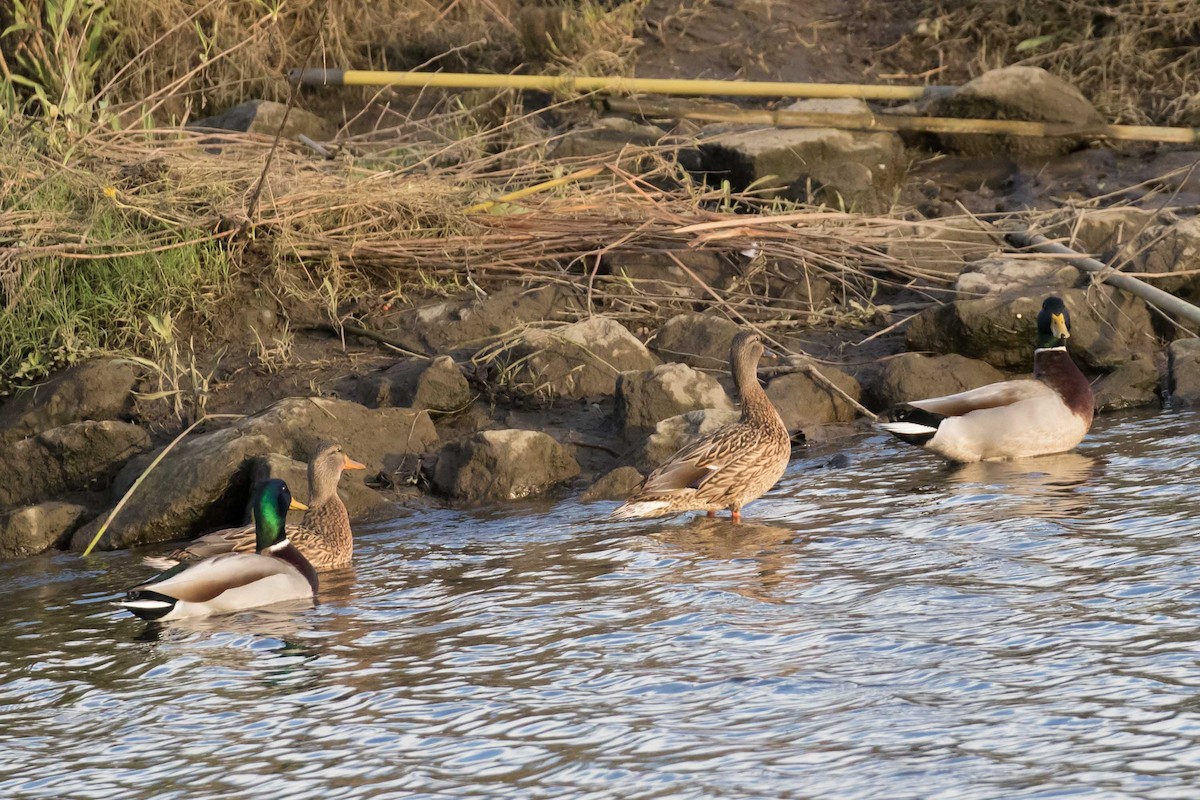 kachna divoká - ML646325120