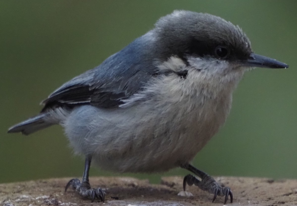 Pygmy Nuthatch - ML646325121