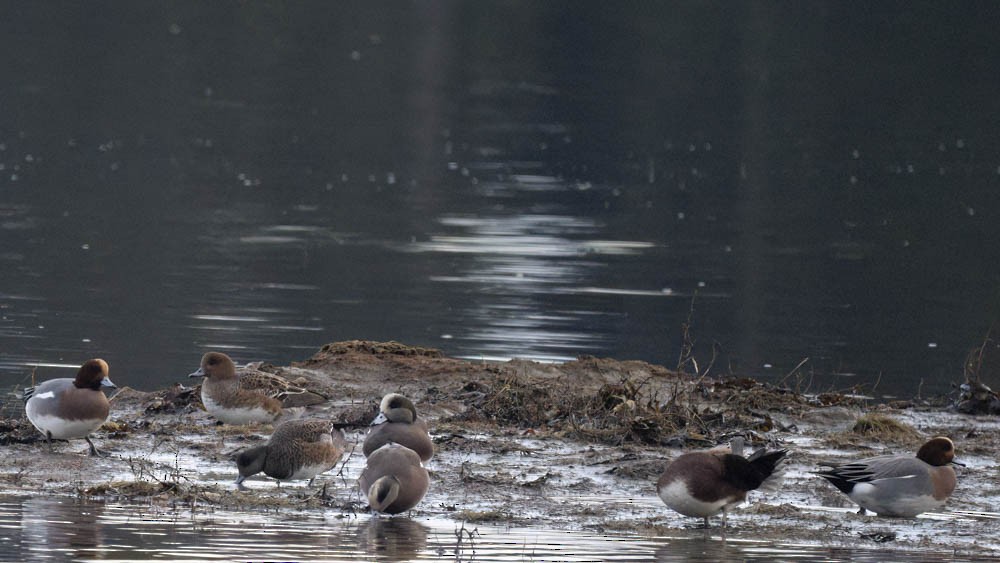 Eurasian Wigeon - ML646325123
