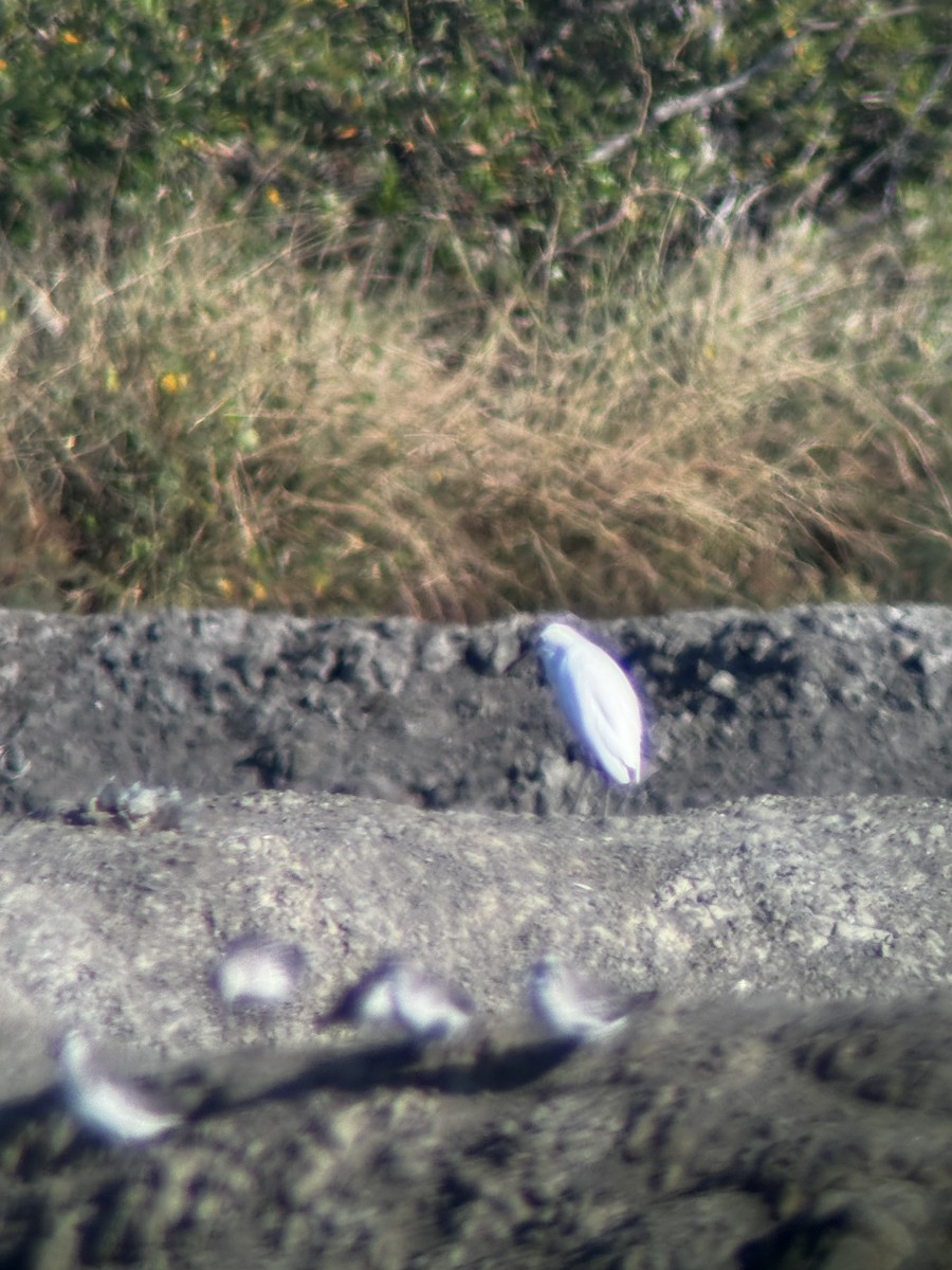 Swinhoe Ak Balıkçılı - ML646325124