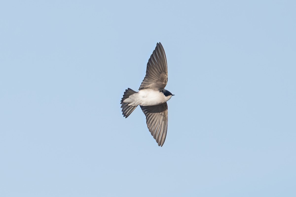 Ağaç Kırlangıcı - ML646325126