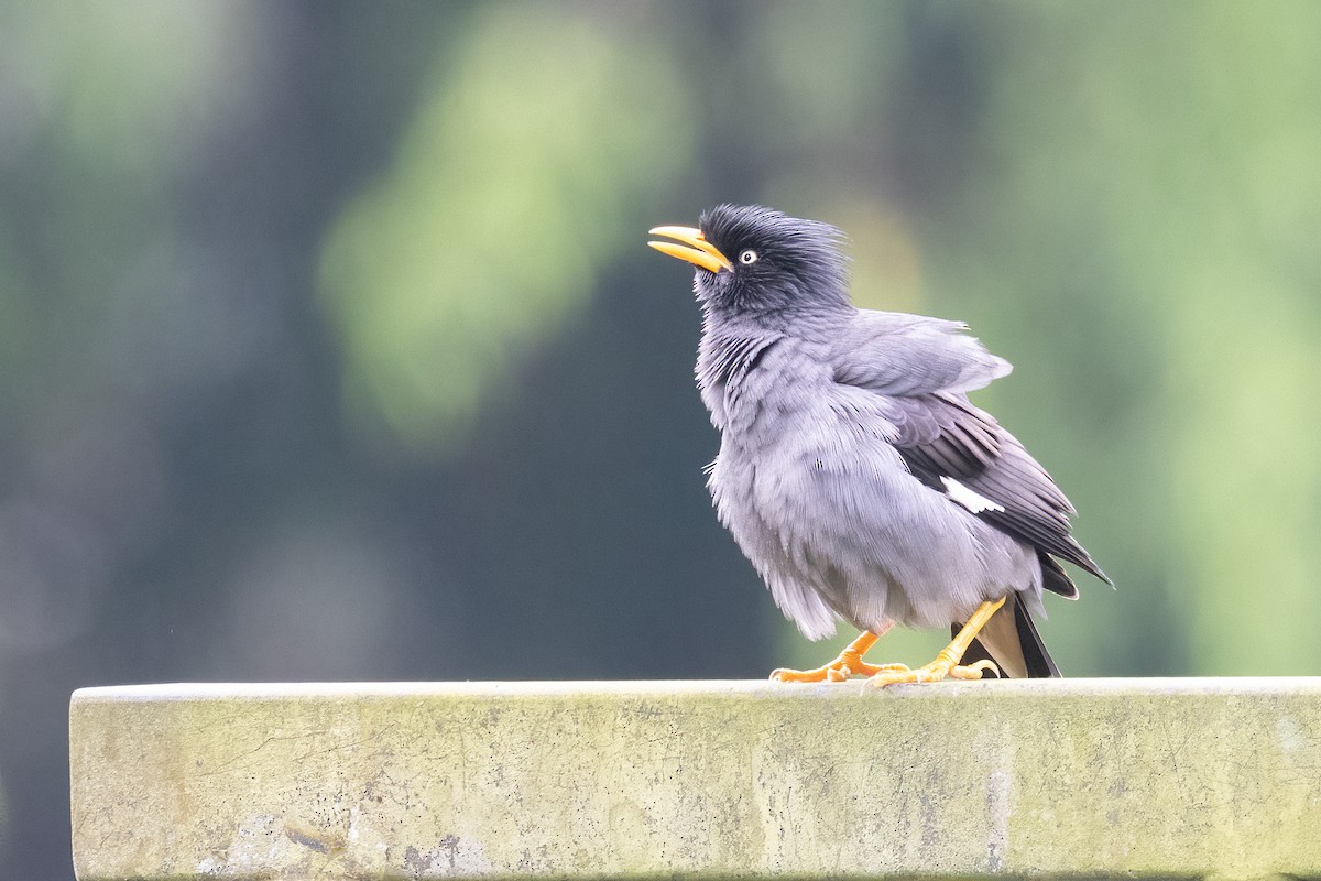 Javan Myna - ML646325127