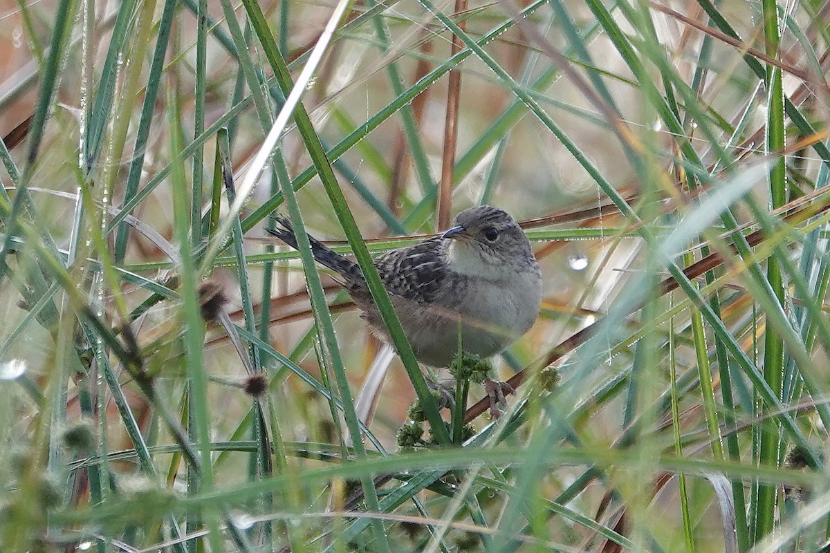 Cucarachero Culibarrado - ML646325130