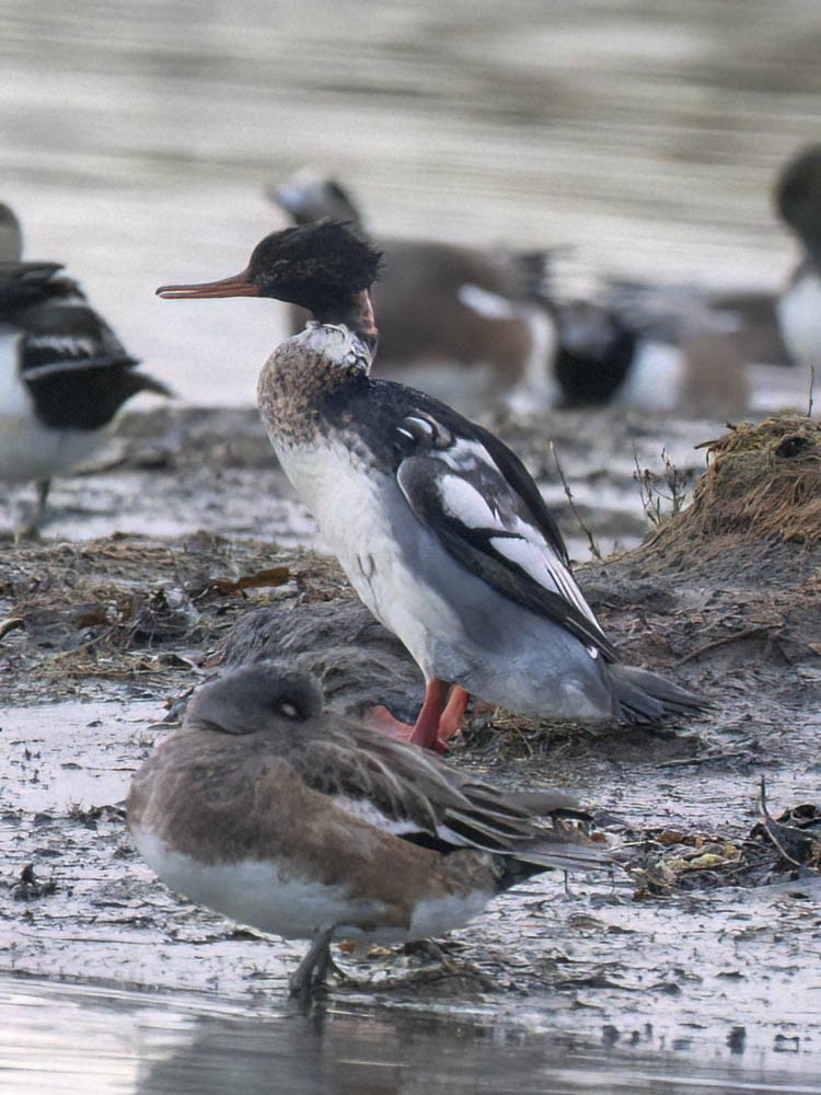 Red-breasted Merganser - ML646325131