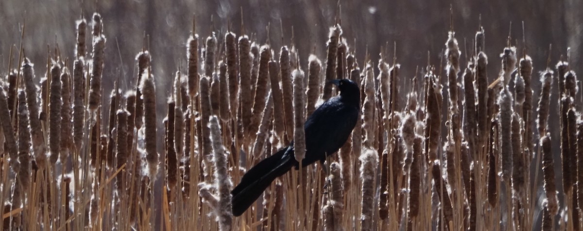 Great-tailed Grackle - ML646325138