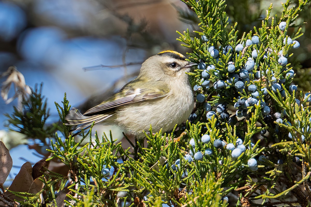 Sarı Taçlı Çalıkuşu - ML646325139