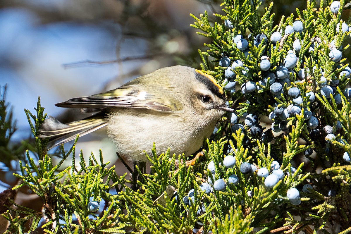 Sarı Taçlı Çalıkuşu - ML646325140