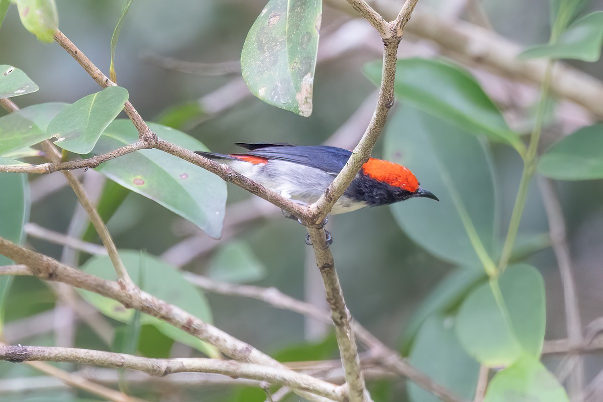 Scarlet-backed Flowerpecker - ML646325141