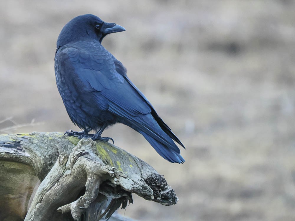 American Crow - ML646325142