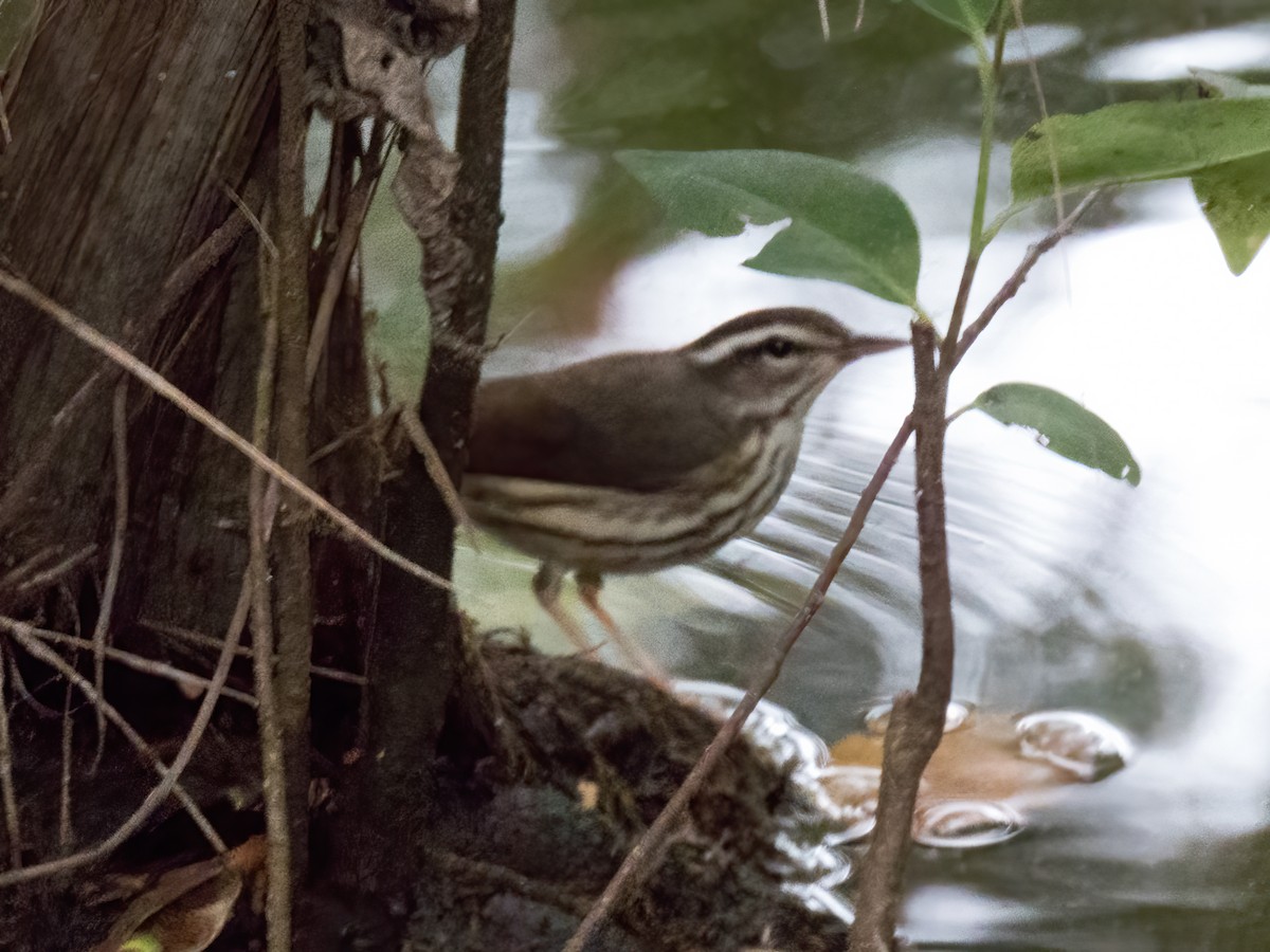 Louisiana Waterthrush - ML646325143