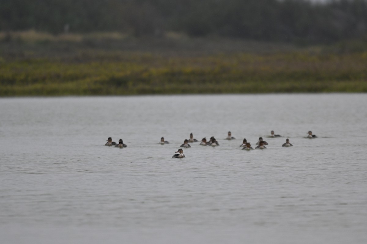 Red-breasted Merganser - ML646325151