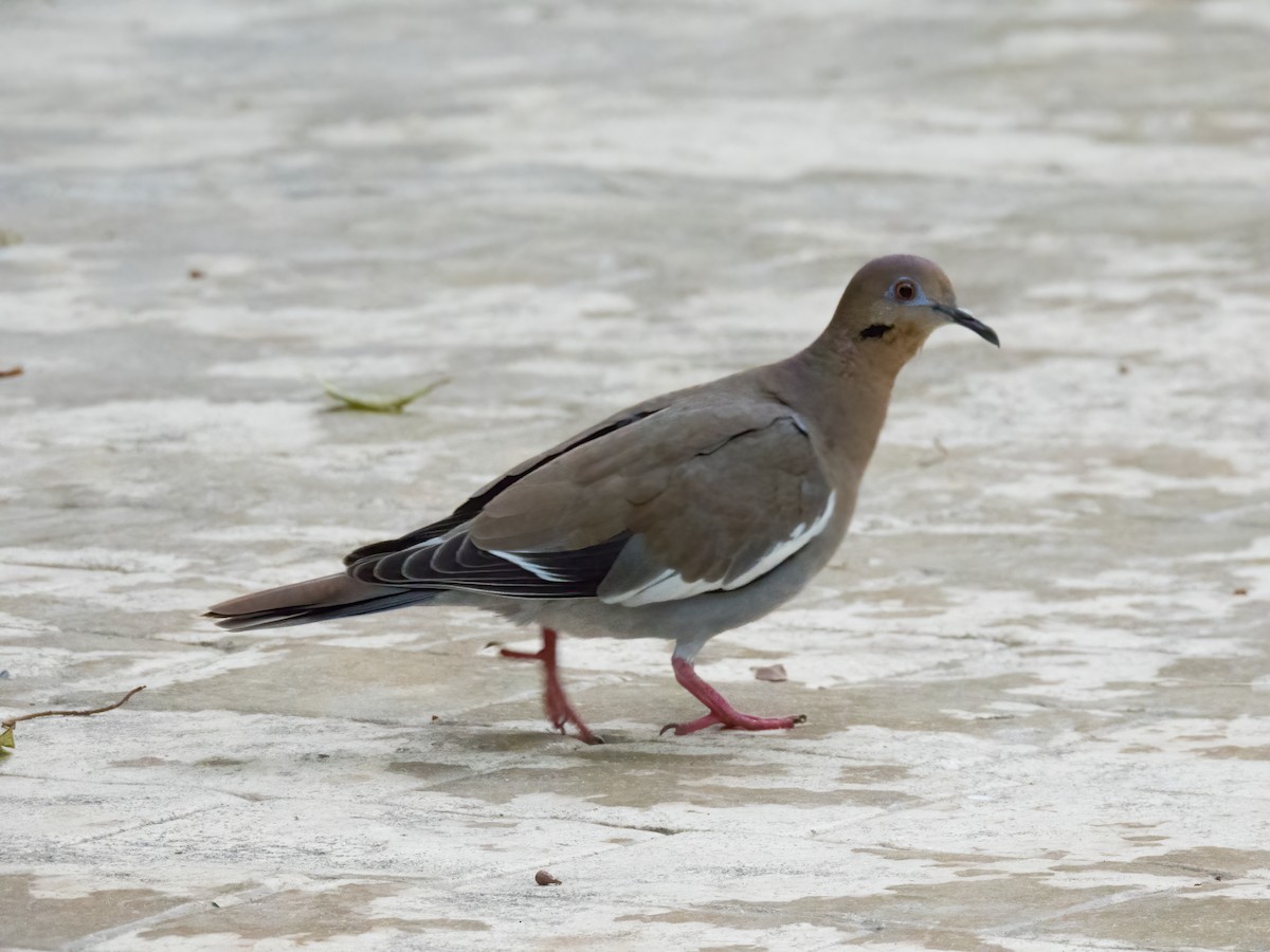 White-winged Dove - ML646325157