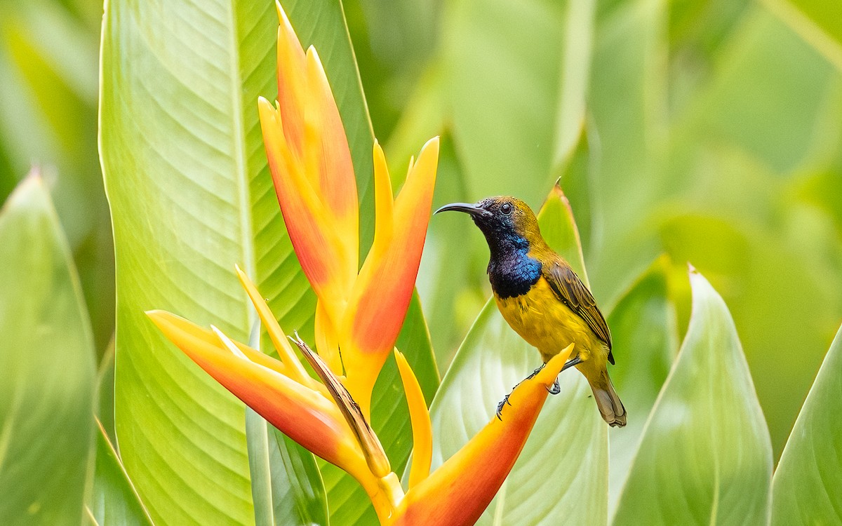 Ornate Sunbird - ML646325158
