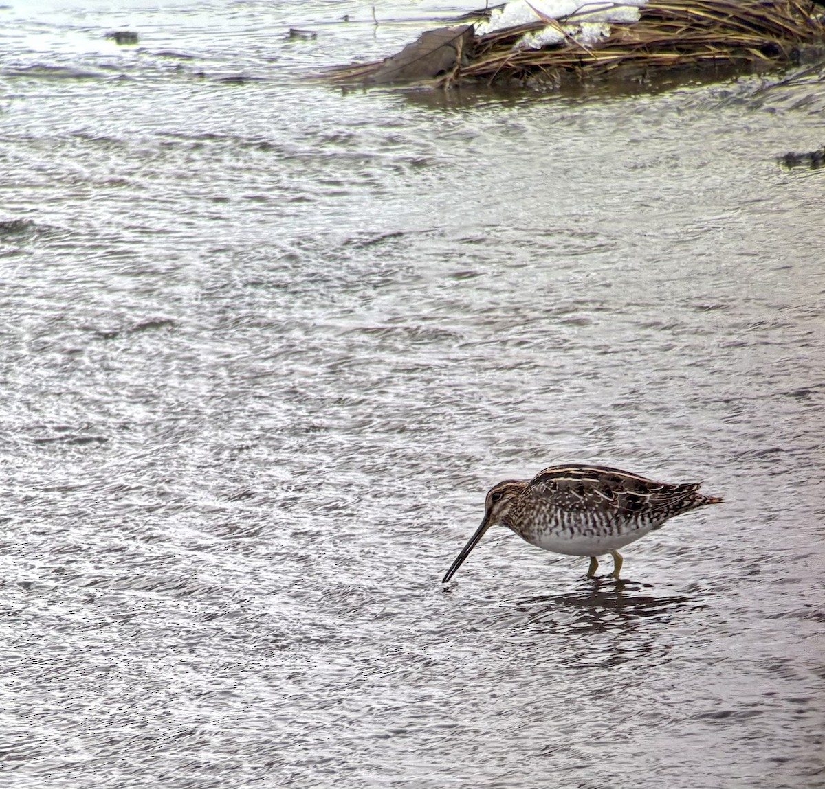 アメリカタシギ - ML646325159