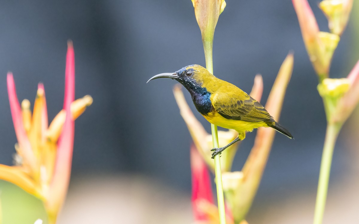 Ornate Sunbird - ML646325160