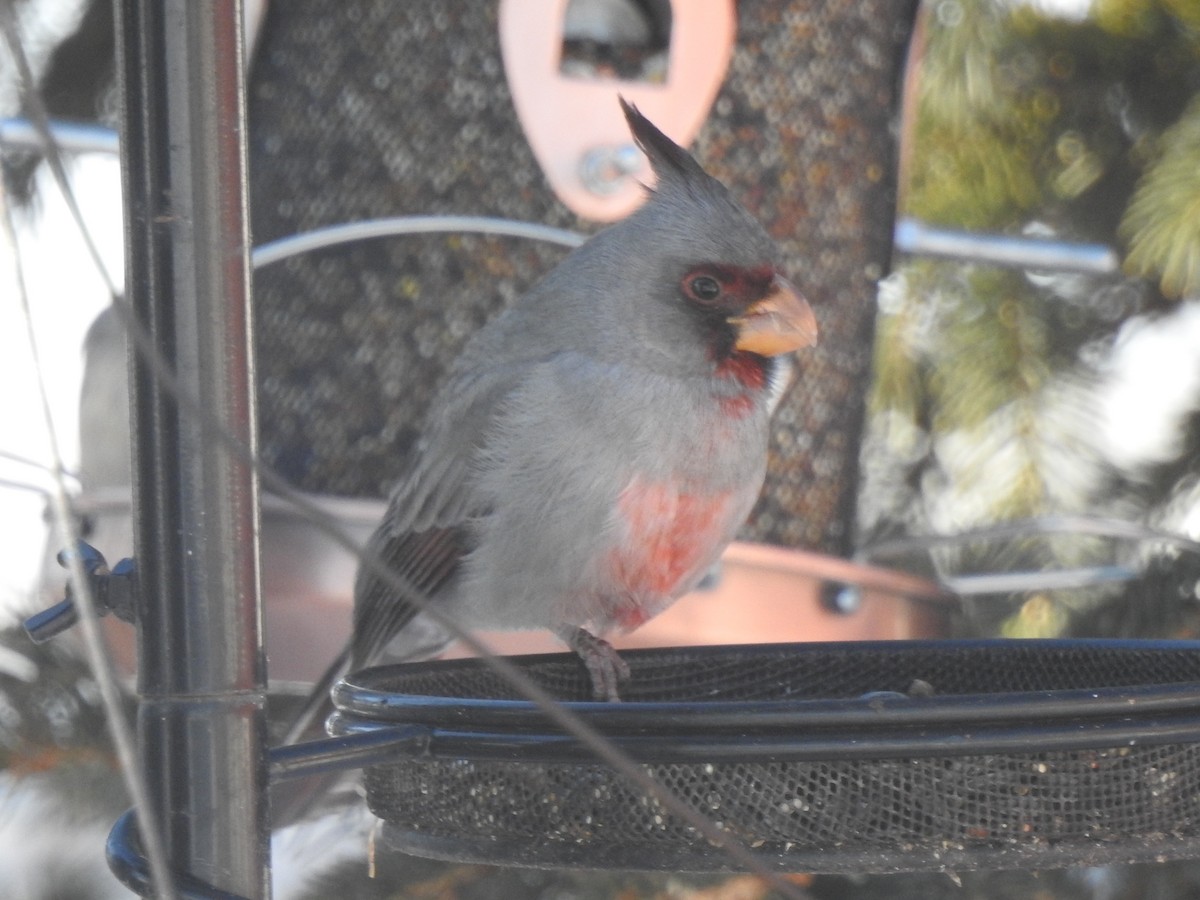 Pyrrhuloxia - ML646325161