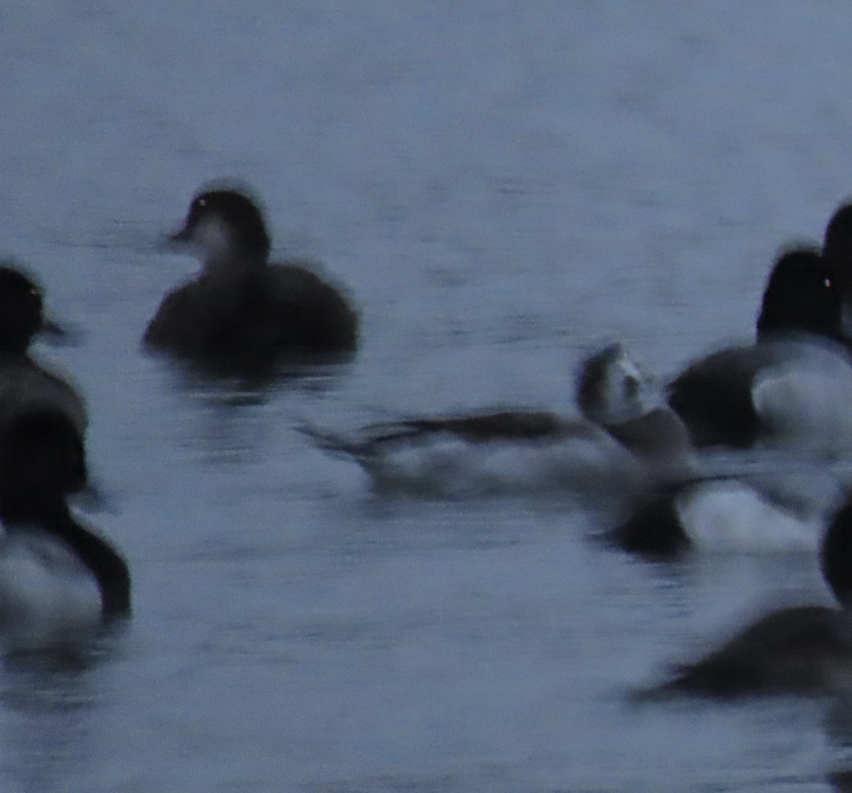 amerikasvartand - ML646325162