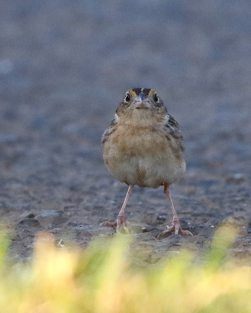 Grasshopper Sparrow - ML646325164