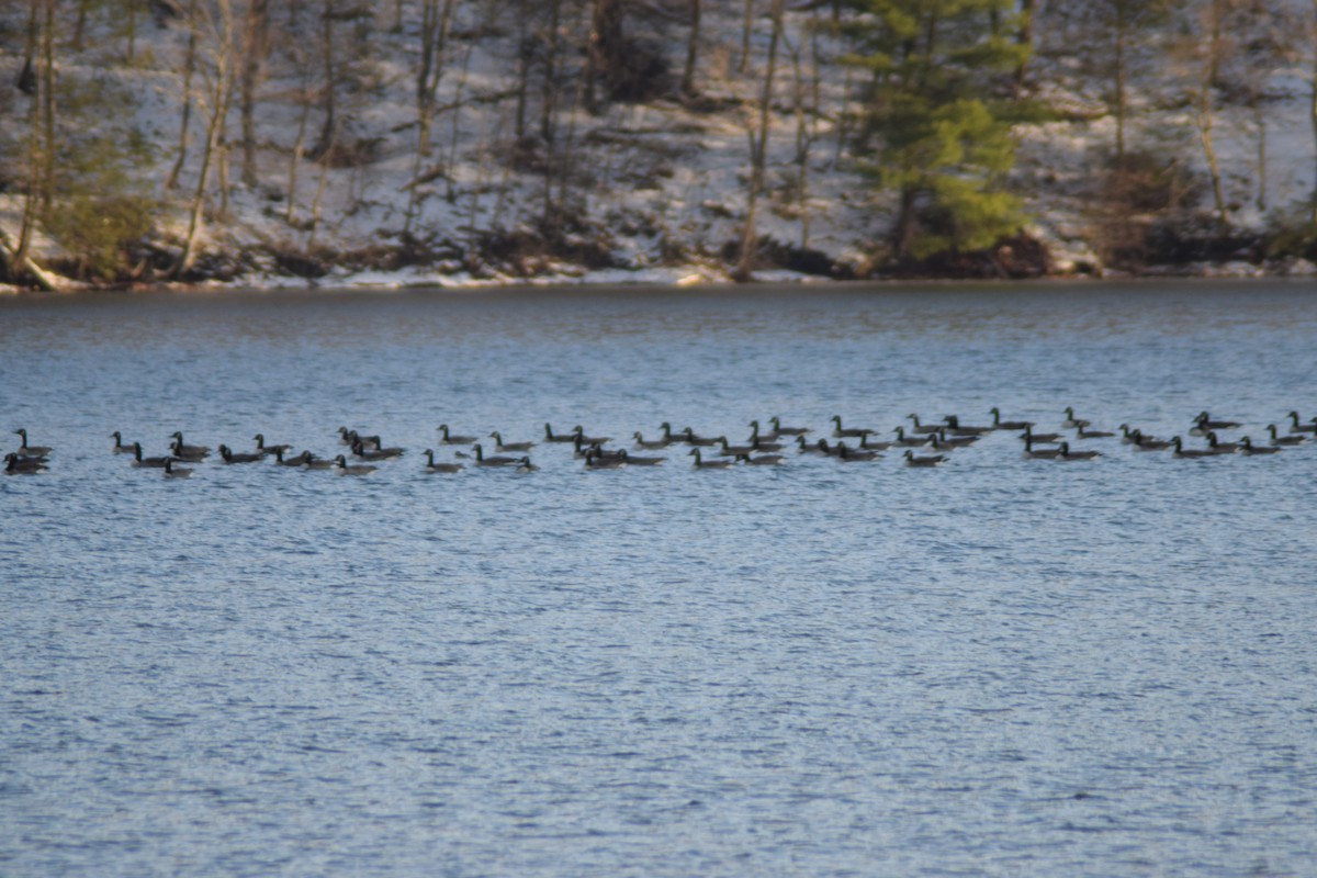 ברנטה קנדית - ML646325165